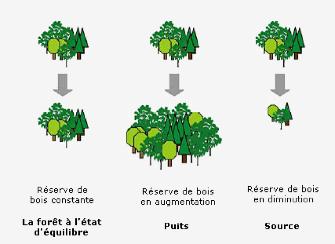 La forêt à l’état d’équilibre