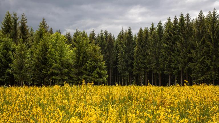 Champs et forêt