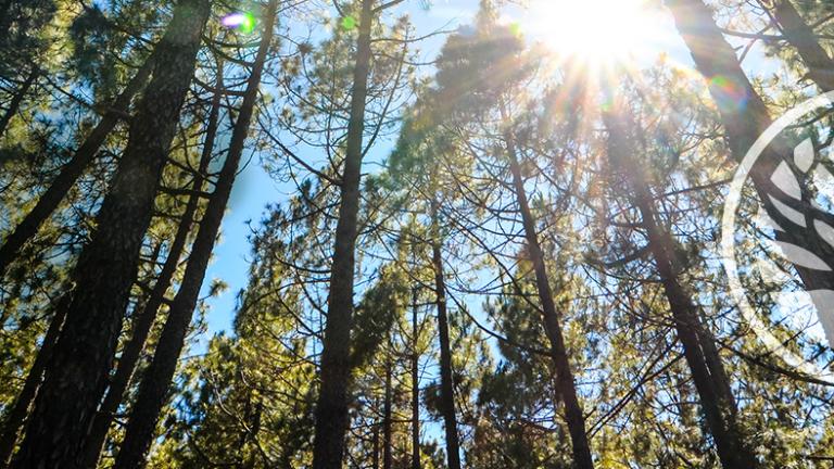 Forêt avec logo febhel